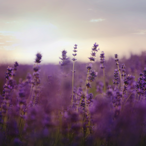 Lavendel
