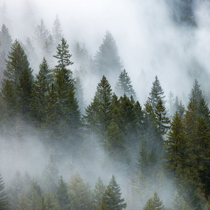 Wald